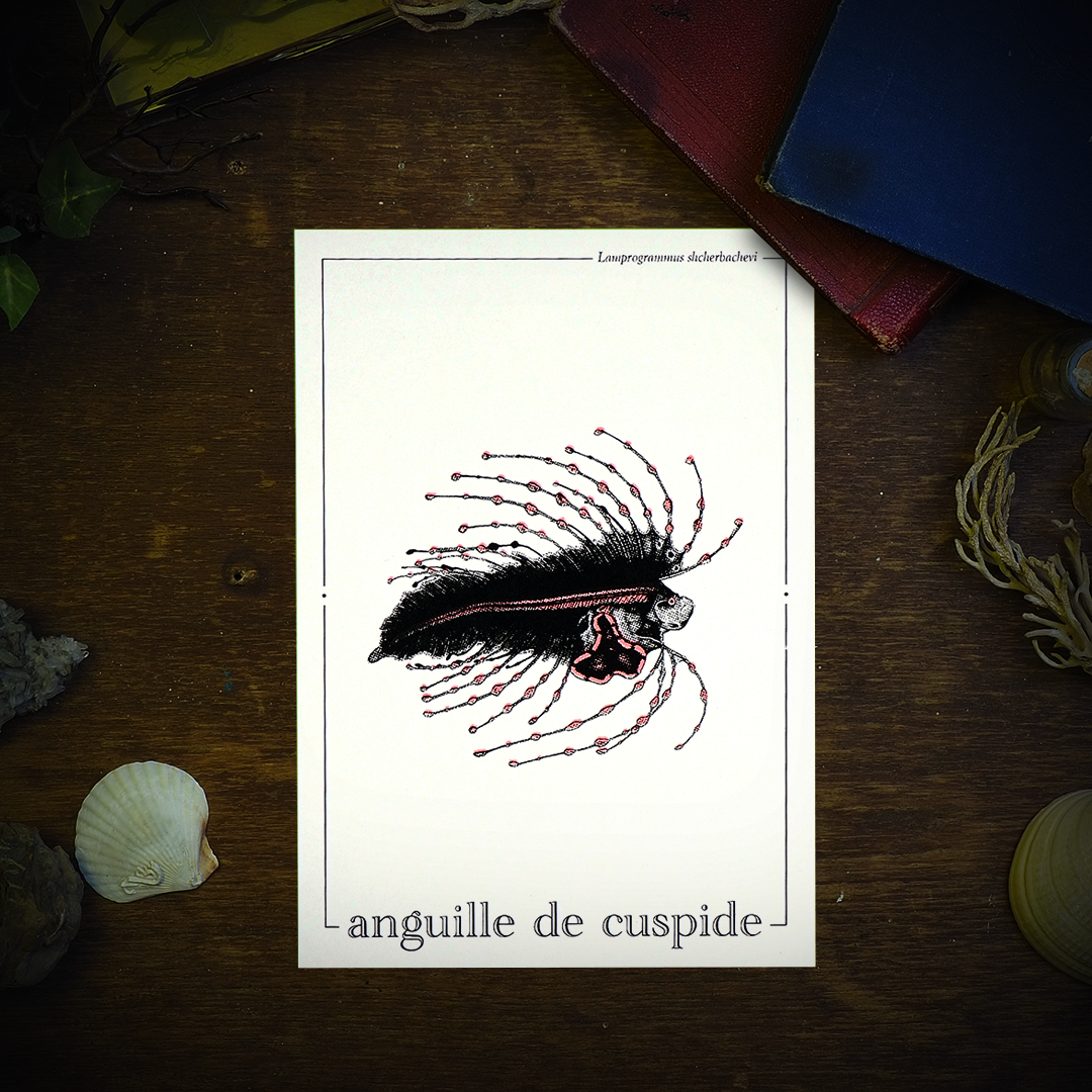 LARVE D'ANGUILLE DE CUSPIDE