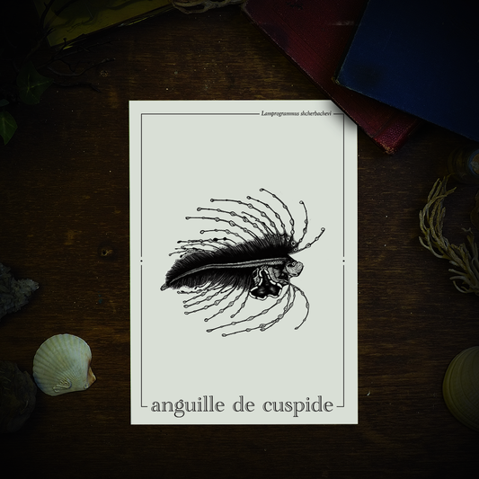 LARVE D'ANGUILLE DE CUSPIDE