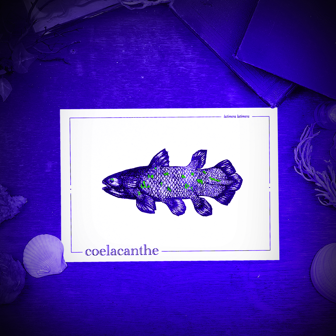 COELACANTHE